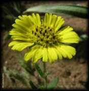 chilebosque.cl Machil