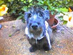 scottierescue.com Mackenzi