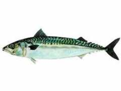 dudes411.com Mackerel