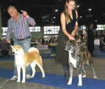 akitainujp.cz Mackowska