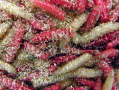 gourmethaven.dk Maddike