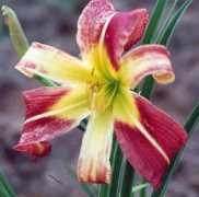 artemisgardens.com Madmaxx