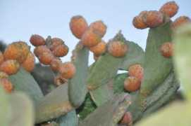 objetivomalaga.diariosur.es Maduros