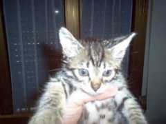 effettispeciali.blog.tiscali.it Mafaldina