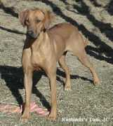 kushinda-ridgebacks.org Mafasa