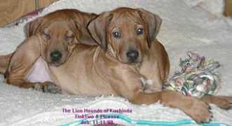 kushinda-ridgebacks.org Mafasa