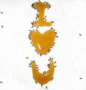 flickrhivemind.net Mahalkita