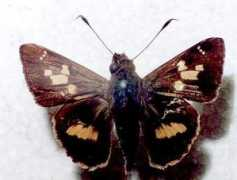 Maheta