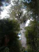 Mahuta