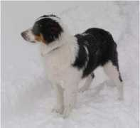 englishshepherdhome.com Maigue