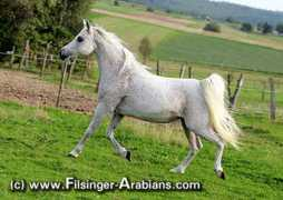 filsinger-arabians.com Maisari