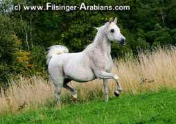 filsinger-arabians.com Maisari