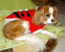 chaichai.tea-nifty.com Maitta