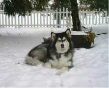 Malamutes