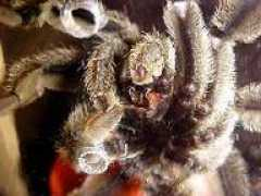 eightlegs.org Malepi