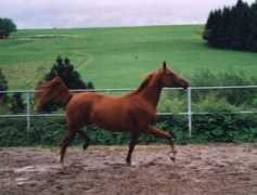 arabiandreams.net Malisha