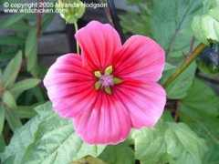 wildchicken.com Malope