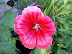 wildchicken.com Malope