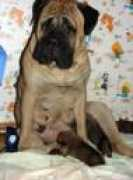 fashiondog.narod.ru Mamash