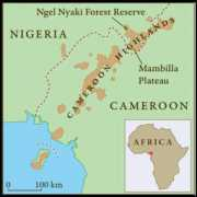 afromontane.canterbury.ac.nz Mambilla