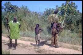 lucy.ukc.ac.uk Mambilla