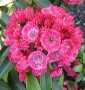 about-garden.com Mamota