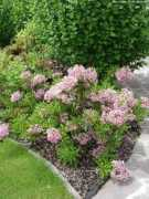 about-garden.com Mamota