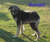 Manakel