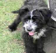 adoptamascota.com Manchitas