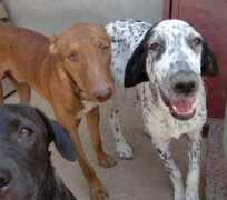 elamparo.bligoo.es Manchitas