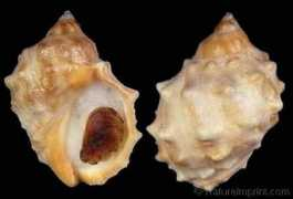 gastropods.com Mancinella