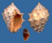 valtat.org Mancinella