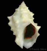 gastropods.com Mancinella