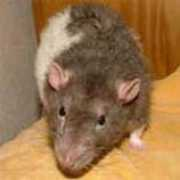 ratboulettes.free.fr Manzelle