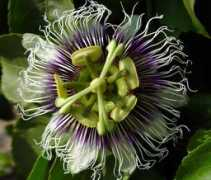 Maracuja