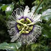 Maracuja