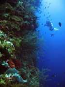 scubadivingfanclub.com Maradentro