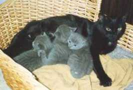 kolumbus.fi Marakatti