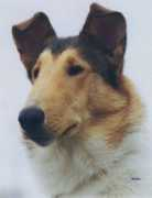 marchellocollies.com Marchello