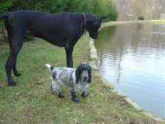 winfreeenglishcockers.com Marchion