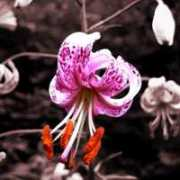 fotonatura.org Marcoli