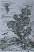 Marenero