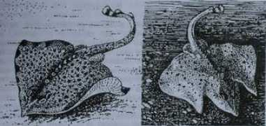 Marenero