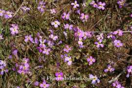 flowersinisrael.com Maresia