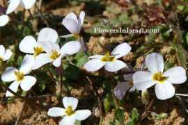 flowersinisrael.com Maresia