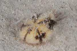 diverosa.com Maretia