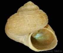 gastropods.com Margarites