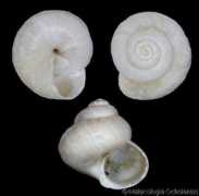 gastropods.com Margarites