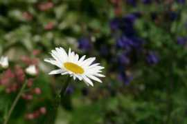 anikahenkel.de Margeritte