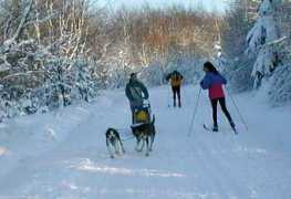 samota.mushing.cz Margito